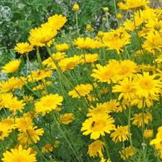 Bobramunis ( lot. Anthemis) Kelwayi