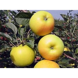 Obelis ( lot. Malus domestica) Bohemia Gold