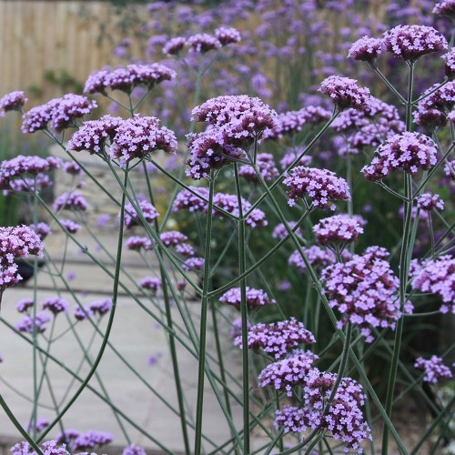 Verbena patagoninė ( lot. Verbena bonariensis)