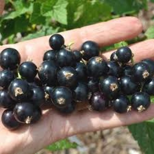 Serbentas juodasis ( lot. Ribes nigrum) Bona