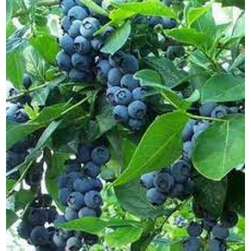 Šilauogė aukštoji ( lot. Vaccinium corymbosum) Bonus