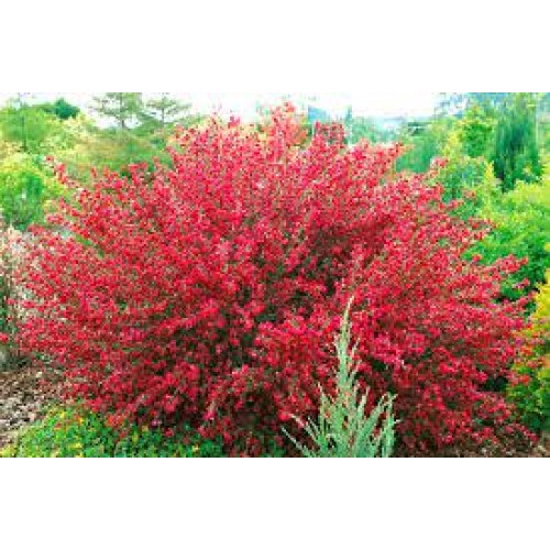 Raipstas šluotinis (lot. Cytisus coparius praecox ) Boskoop Ruby