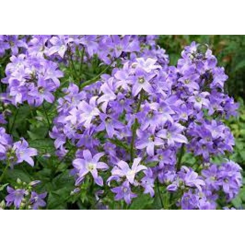 Katilėlis  (lot. Campanula lactiflora) Border Blues