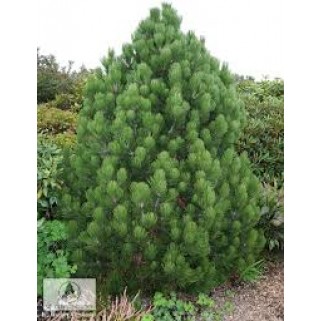 Pušis baltažievė( lot. Pinus leucidermisi) Compact Gem 