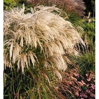 Miskantas kininis ( lot. Miscanthus sinensis) Kaskade