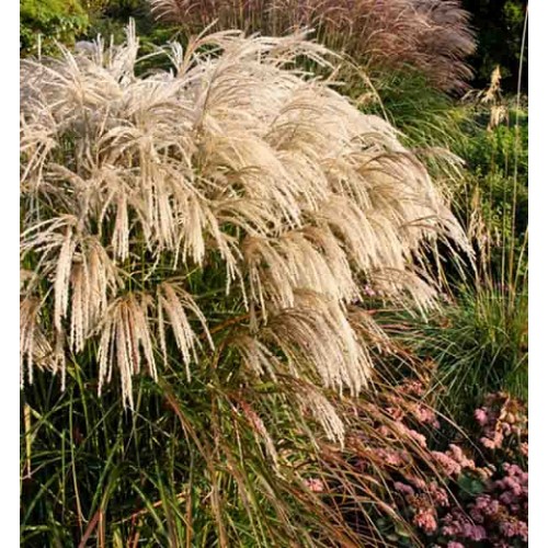 Miskantas kininis ( lot. Miscanthus sinensis) Kaskade