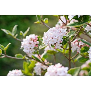 Putinas korėjinis (lot. Viburnum carlesii)