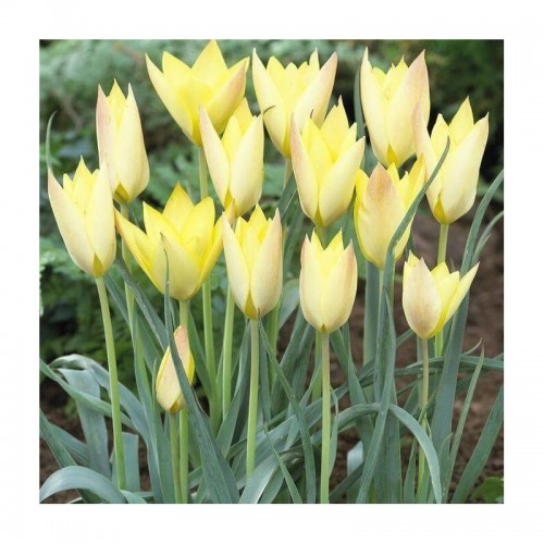 Tulpės botaninės Honky Tonk, 10  vnt