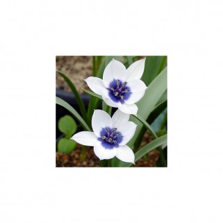 Tulpės botaninės Humilis coerulea oculata alba, 50 vnt 