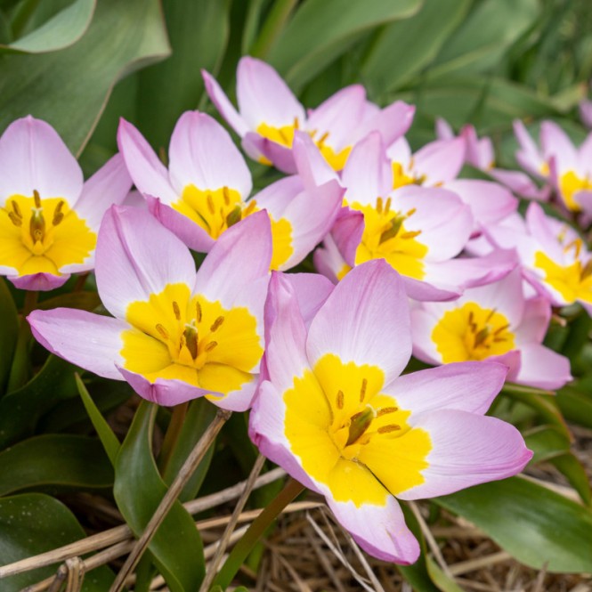 Tulpės botaninės Bakeri Lilac Wonder, 10  vnt