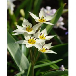 Tulpės  botaninės Turkestanica 10 vnt  Tulpės  botaninės Turkestanica 10 vnt