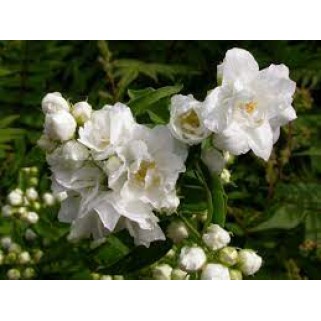 Jazminas ( lot. Philadelphus) Bouquet Blanc