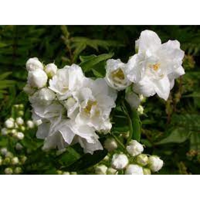 Jazminas ( lot. Philadelphus) Bouquet Blanc