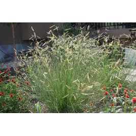 Striepsnenis (lot. bouteloua gracilis )