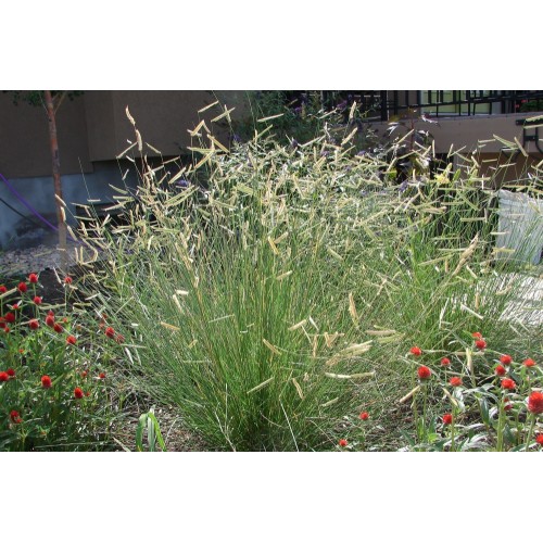 Striepsnenis (lot. bouteloua gracilis )