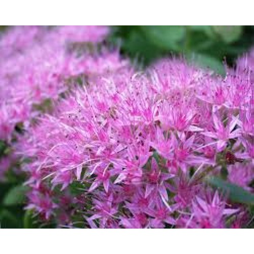 Šilokas (lot. Sedum spectabile) Brilliant