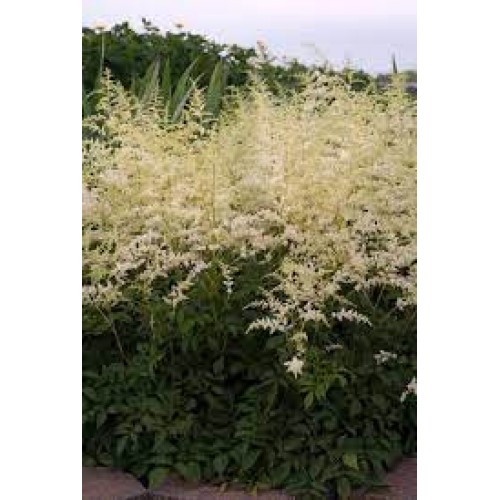 Astilbė arendso (lot.Astilbe arendsii)  Brautschleier (Bridal Veil)