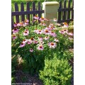 Ežiuolė rausvažiedė (lot.Echinacea purpurea)  Bright Rose