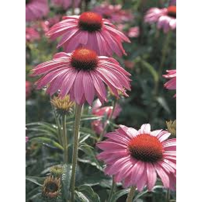 Ežiuolė rausvažiedė (lot.Echinacea purpurea)  Bright Rose