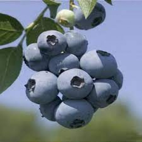 Šilauogė aukštoji ( lot. Vaccinium corymbosum) Brigitte