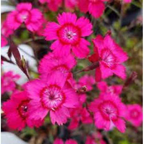 Gvazdikas šilinis ( lot. Dianthus deltoides) Brilliant