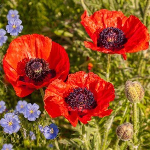 Aguona rytinė (lot. Papaver orientale)  Brilliant
