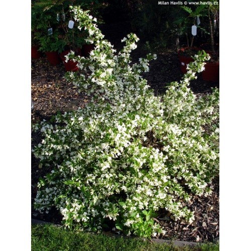 Veigelė gražiažiedė (lot. Weigela florida)  Bristol Snowflake