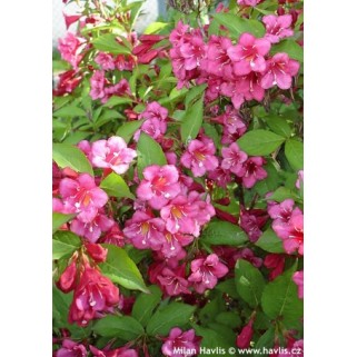 Veigelė gražiažiedė (lot. Weigela florida)  Bristol Ruby