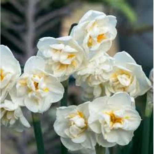 Narcizas  daugiažiedis ( lot. Narcissus) Bridal Crown 100 vnt