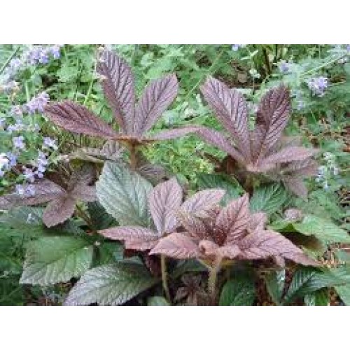Rodžersija ( lot. Rodgersia) Bronze Peacock