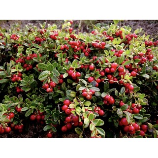 Bruknė  (Vaccinium vitis idaea) Red Pearl