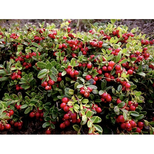 Bruknė  (Vaccinium vitis idaea) Red Pearl