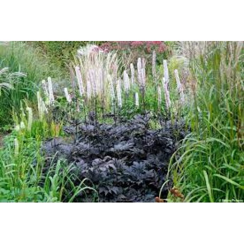 Juodžolė ( lot.Actaea  simplex) Brunette