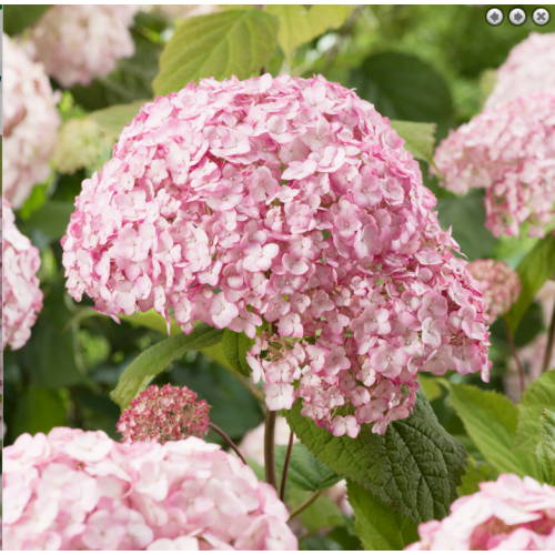 Hortenzija šviesioji (Hydrangea arborescens) Candybelle Bubblegum