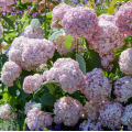Hortenzija šviesioji (Hydrangea arborescens) Candybelle Bubblegum