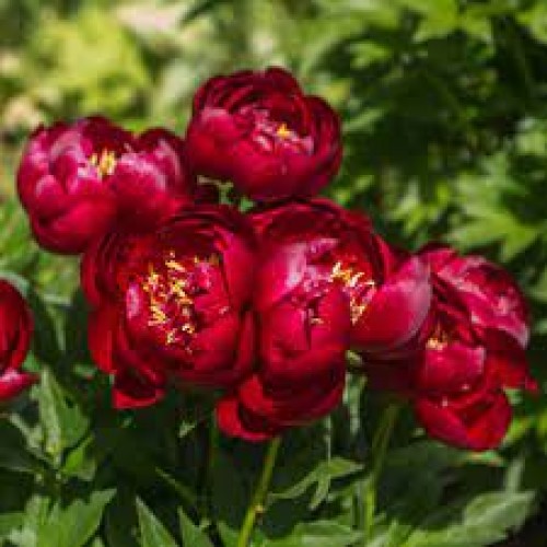 Bijūnas ( lot. Peonia lactiflora) Buckeye Belle vazone