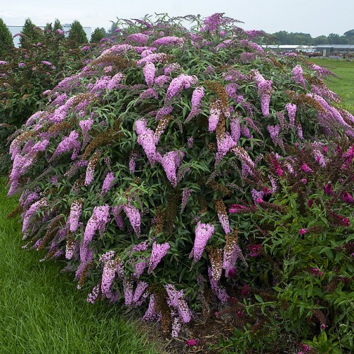 Budlėja ( lot. Buddleja davidii) Pink Cascade
