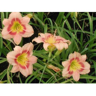 Viendienė  (lot.Hemerocallis )  Buffys Doll