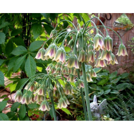Česnakas bulgarinis (lot. Nectaroscordum siculum ssp. bulgaricum),  20 vnt