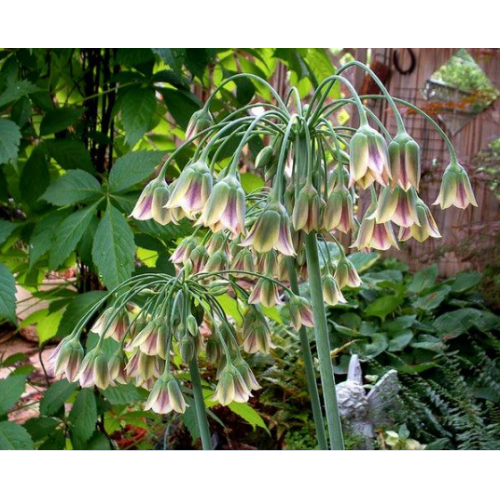 Česnakas bulgarinis (lot. Nectaroscordum siculum ssp. bulgaricum),  20 vnt