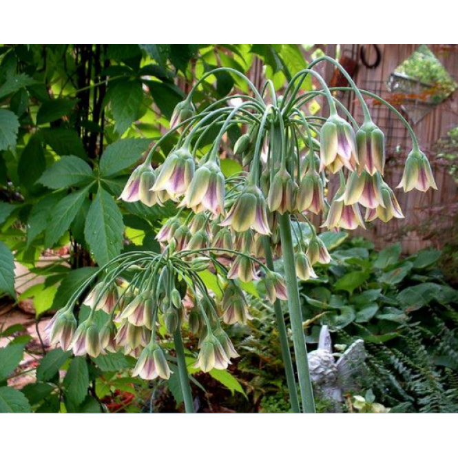 Česnakas bulgarinis (lot. Nectaroscordum siculum ssp. bulgaricum), 20 vnt Česnakas bulgarinis (lot. Nectaroscordum siculum ssp. bulgaricum), 20 vnt