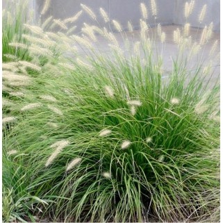 Soruolė  pašiaušėlinė (lot. Pennisetum alopecuroides)  Little Bunny