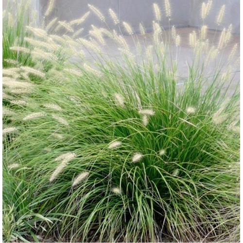 Soruolė  pašiaušėlinė (lot. Pennisetum alopecuroides)  Little Bunny