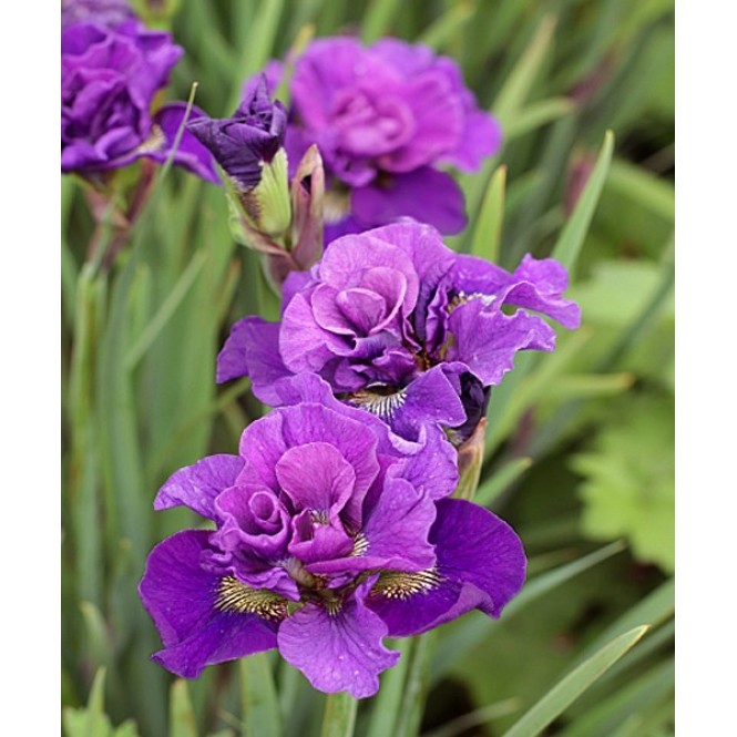 Vilkdalgis sibirinis  (lot. Iris sibirica ) Bundle of Joy