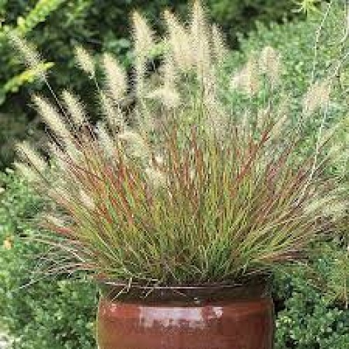 Soruolė  pašiaušėlinė (lot. Pennisetum alopecuroides)  Burgundy Bunny