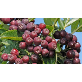 Šermukšnis valgomasis ( lot. Sorbus spp.) Burka