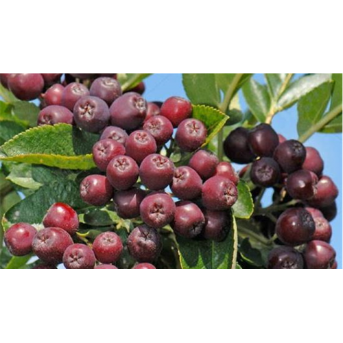 Šermukšnis valgomasis ( lot. Sorbus spp.) Burka