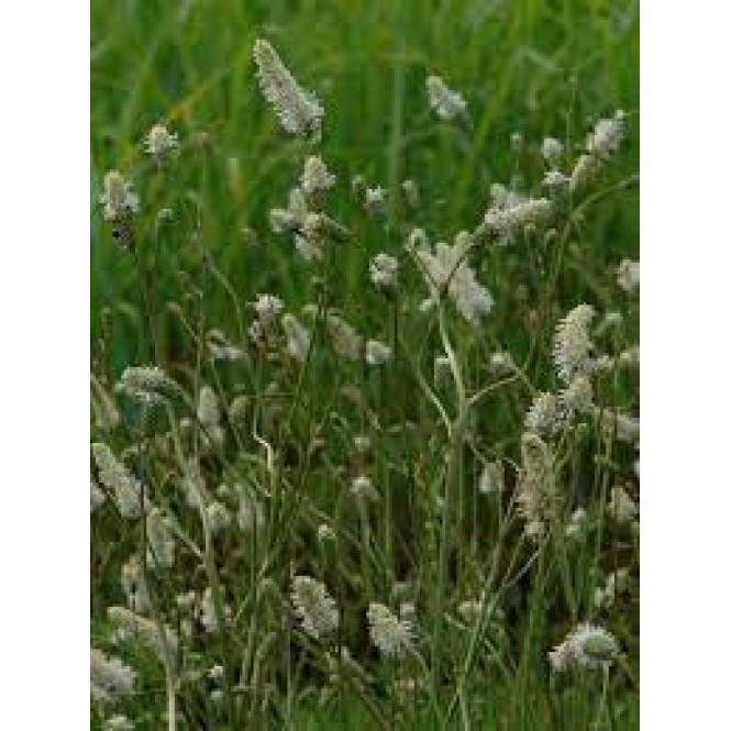 Kraujalakė( lot. Sanguisorba hybrida) Burr Blanc