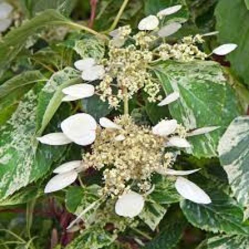 Skeltė hortenzinė (lot. Hydrangea hydrangeoides) Burst of Light