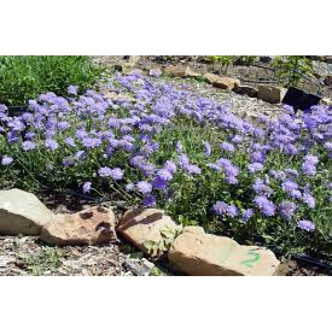 Žvaigždūnė  (lot. Scabiosa columbaria) Butterfly Blue